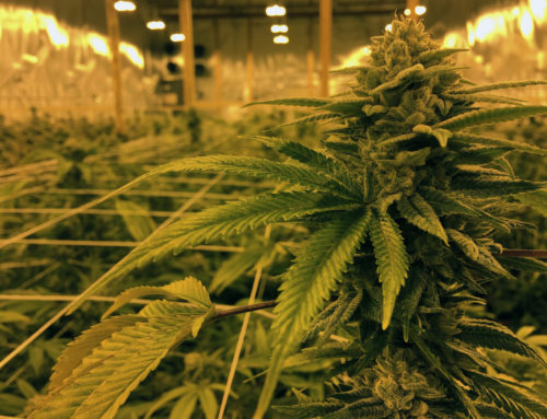Things to Keep in Mind while Buying Lighting Control Systems for your Cannabis Production Facility